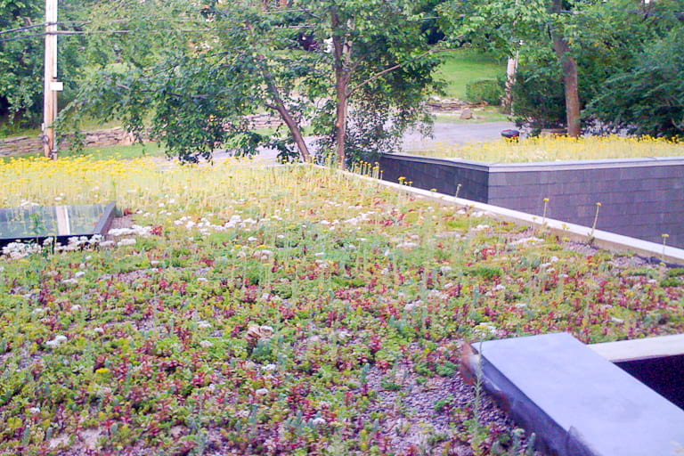 Bill Penner Riverdale house extensive green roof system